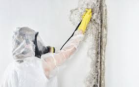 Reliable Petersburg, WV Mold Removal Solutions